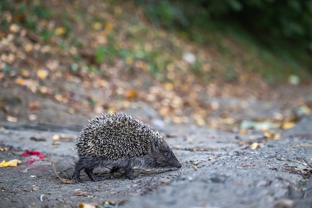 折射出足球 折射出足球